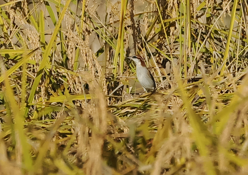 残された稲田の野鳥 （１１態-7）　内里　八幡市　2019/10/30 - 2019/11/07　Photo by Takase