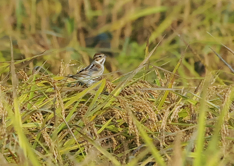 残された稲田の野鳥 （１１態-8）　内里　八幡市　2019/10/30 - 2019/11/07　Photo by Takase