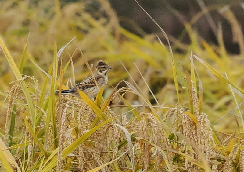 残された稲田の野鳥 （１１態-9）　内里　八幡市　2019/10/30 - 2019/11/07　Photo by Takase