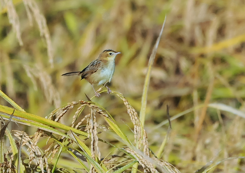 残された稲田の野鳥 （１１態-10）　内里　八幡市　2019/10/30 - 2019/11/07　Photo by Takase
