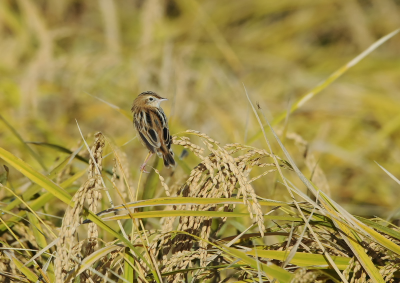 残された稲田の野鳥 （１１態-11）　内里　八幡市　2019/10/30 - 2019/11/07　Photo by Takase