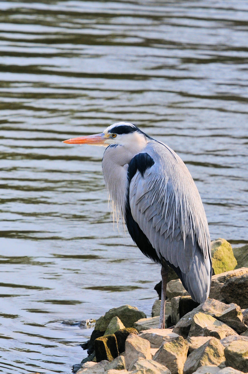 蓑毛姿のアオサギは寒そう！