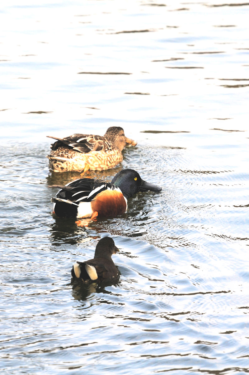  上からハシビロガモ♀♂とバン