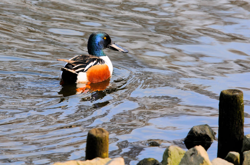 ハシビロガモ♂