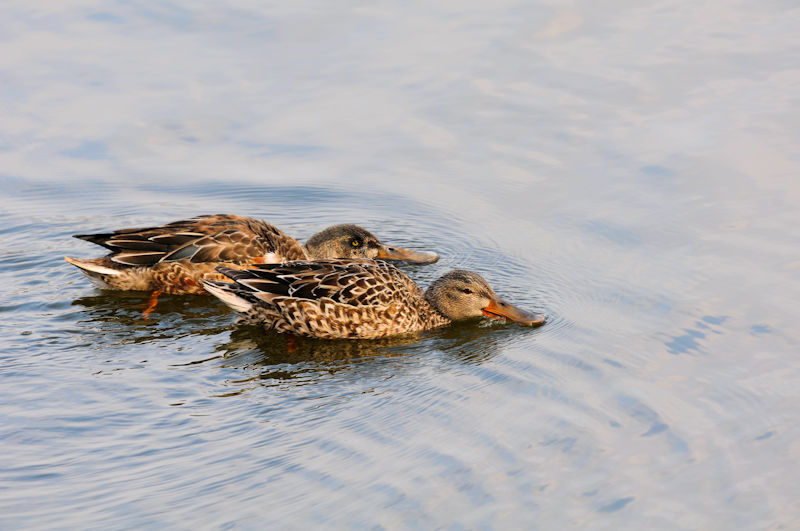 ハシビロガモ♂若鳥（上）とハシビロガモ♀（下）