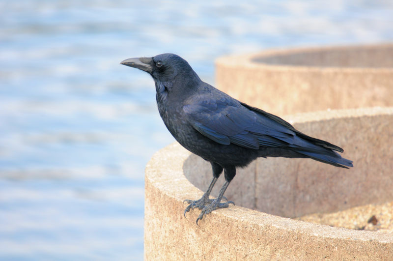 カラスも単純な黒色ではないよ