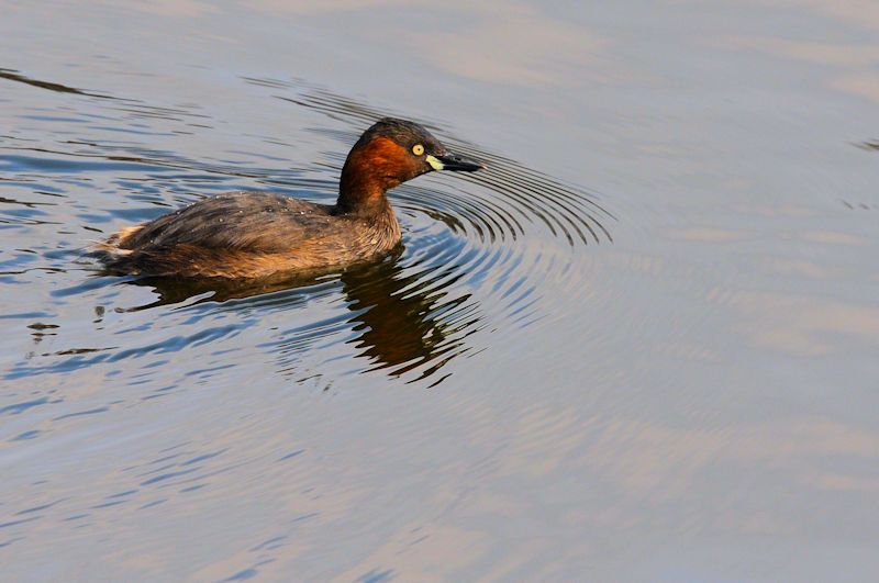 夏羽に衣替え中のカイツブリ♂