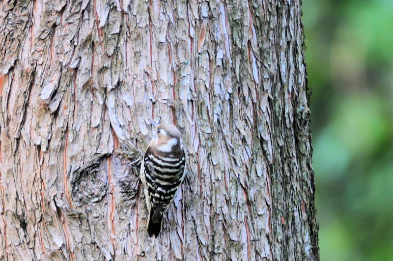 樹皮の隙間に隠れても見逃さないよ