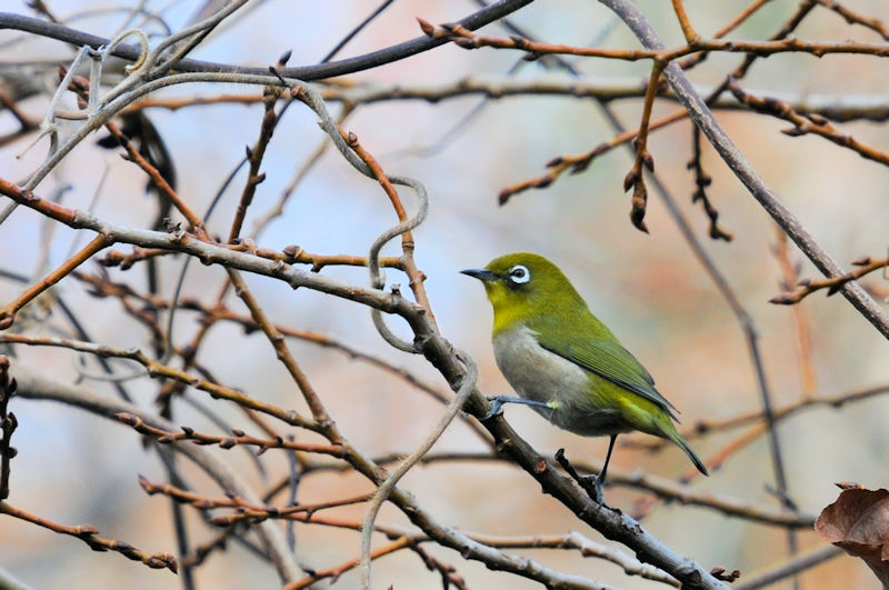 花蜜が好物のメジロには厳しい冬場だ