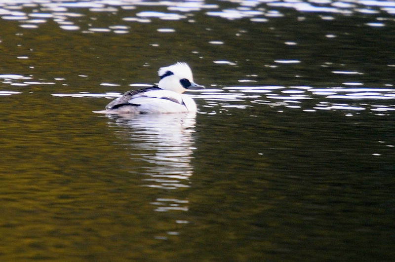 神出鬼没のミコアイサ