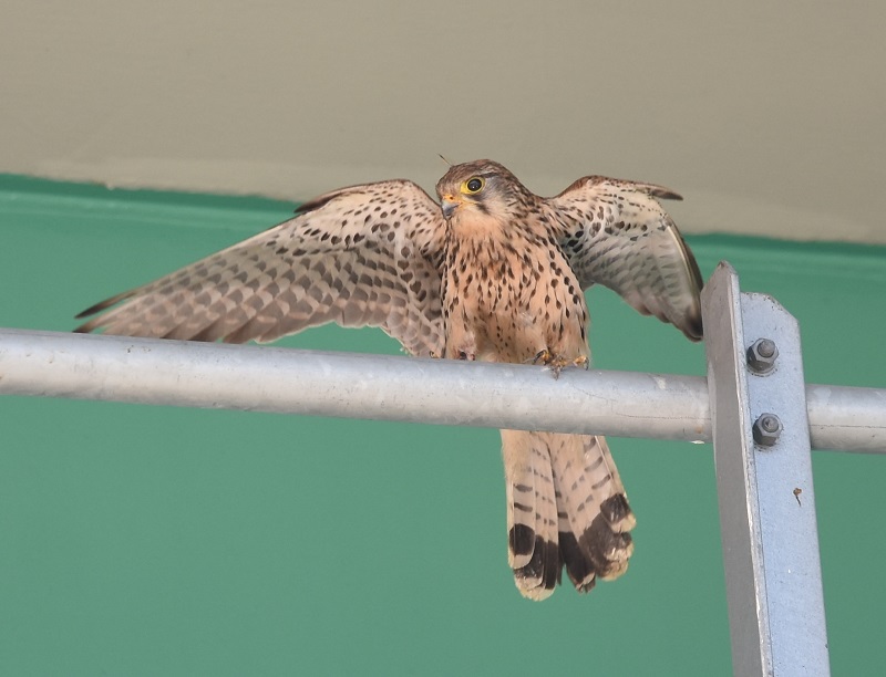 チョウゲンボウ（２態-1）　淀川左岸　枚方市　2018/05/21　Photo by Hyashi　（写真提供：　林）