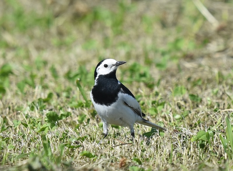 タイリクハクセキレイ（２態-1）　淀川左岸　枚方市　2018/05/21　Photo by Hyashi　（写真提供：　林）