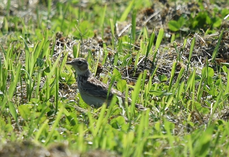 ヒバリ（２態-1）　淀川左岸　枚方市　2018/05/21　Photo by Hyashi　（写真提供：　林）