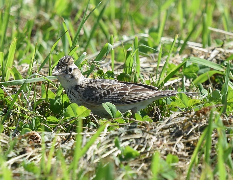 ヒバリ（２態-2）　淀川左岸　枚方市　2018/05/21　Photo by Hyashi　（写真提供：　林）