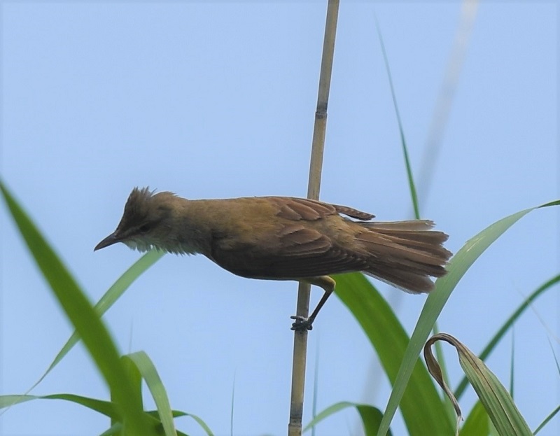 オオヨシキリ（２態-1）　淀川左岸　枚方市　2018/05/21　Photo by Hyashi　（写真提供：　林）
