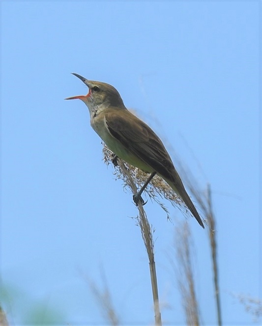 オオヨシキリ（２態-2）　淀川左岸　枚方市　2018/05/21　Photo by Hyashi　（写真提供：　林）