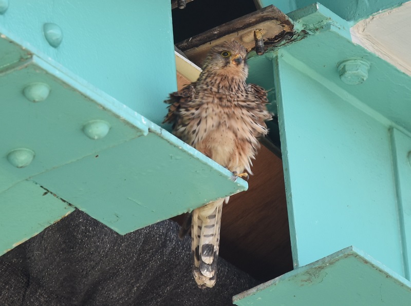 チョウゲンボウ（２態-2）　淀川左岸　枚方市　2018/05/21　Photo by Hyashi　（写真提供：　林）