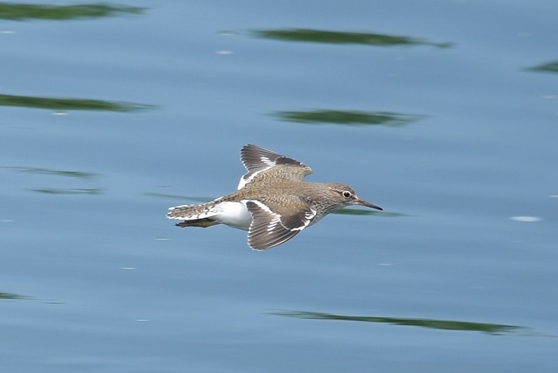 イソシギ（２態-1）　淀川左岸　枚方市　2018/05/21　Photo by Hyashi　（写真提供：　林）