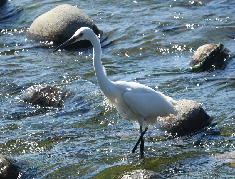チュウサギ　淀川左岸　枚方市　2018/05/21　Photo by Hyashi　（写真提供：　林）