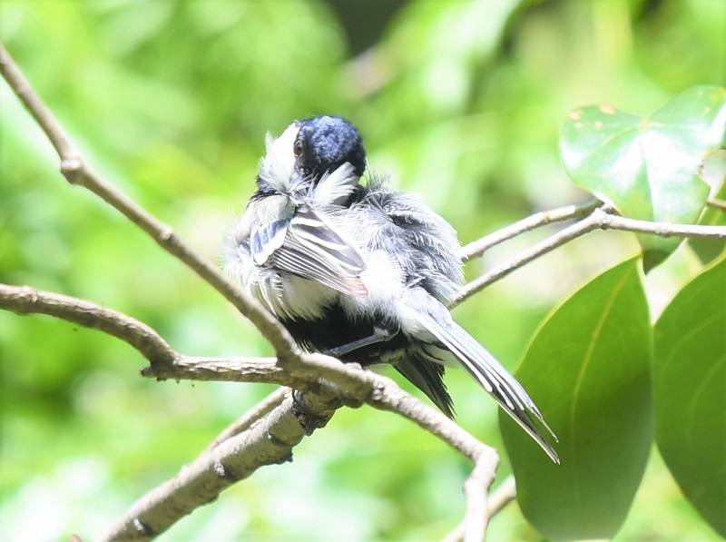 シジュウカラ幼鳥（２態-1）　淀川左岸　枚方市　2018/05/21　Photo by Hyashi　（写真提供：　林）