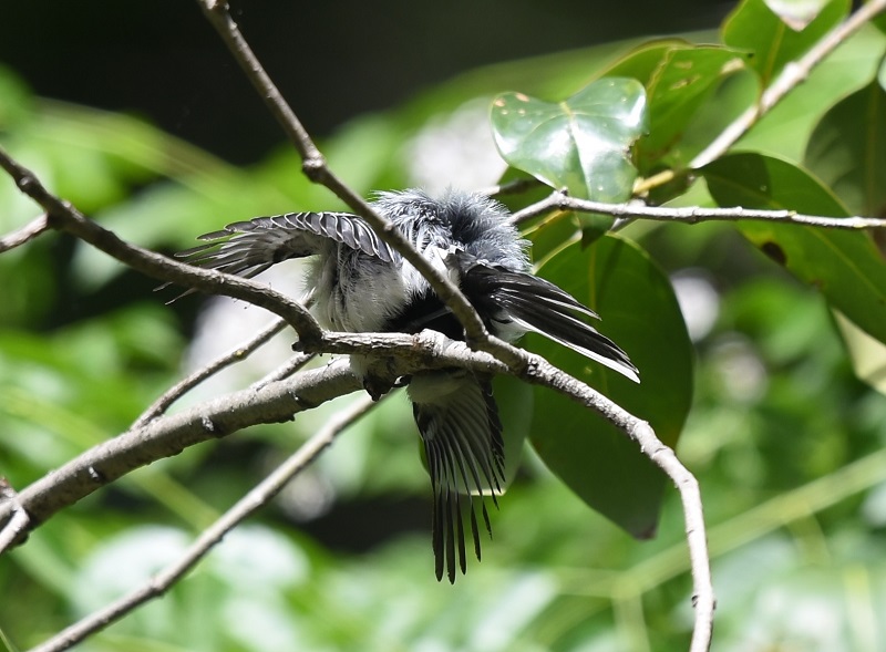 シジュウカラ幼鳥（２態-2）　淀川左岸　枚方市　2018/05/21　Photo by Hyashi　（写真提供：　林）