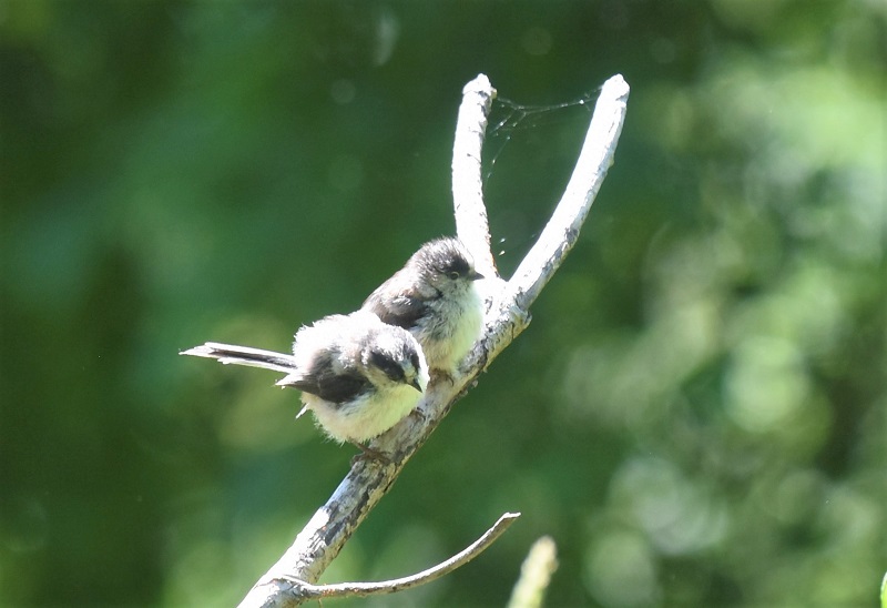 エナガ幼鳥（２態-1）　淀川左岸　枚方市　2018/05/21　Photo by Hyashi　（写真提供：　林）