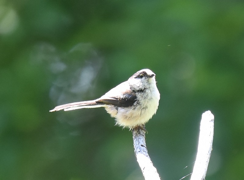 エナガ幼鳥（２態-2）　淀川左岸　枚方市　2018/05/21　Photo by Hyashi　（写真提供：　林）