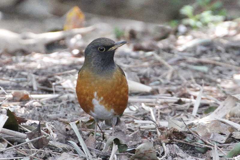 オオアカハラ　淀川河口　2018/03/10　Photo by Manda