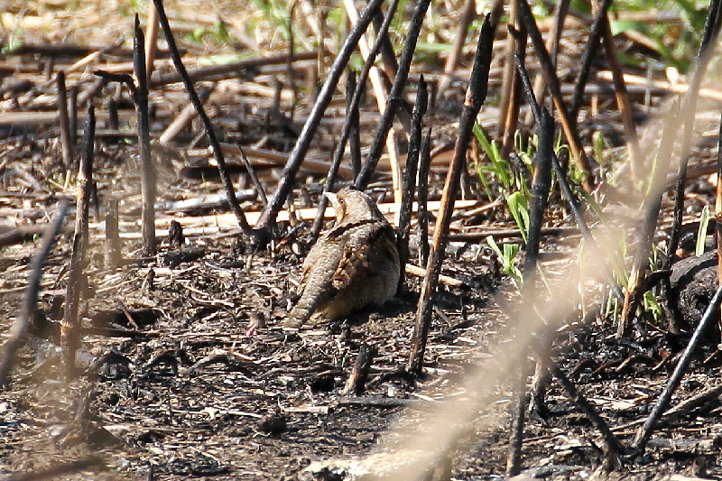 アリスイ　淀川河口　2018/03/10　Photo by Manda