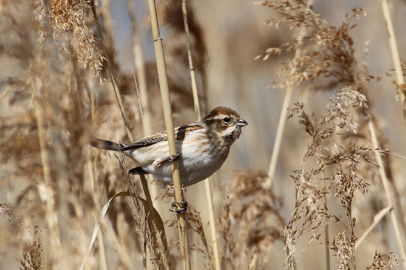 オオジュリン　淀川河口　2018/03/23　Photo by Manda