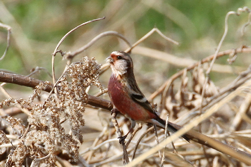 ベニマシコ　淀川河口　2018/03/15　Photo by Manda
