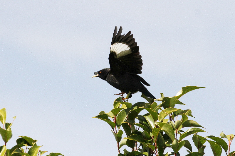 ハッカチョウ（４態-2）　淀川河口　2018/03/23-31　Photo by Manda