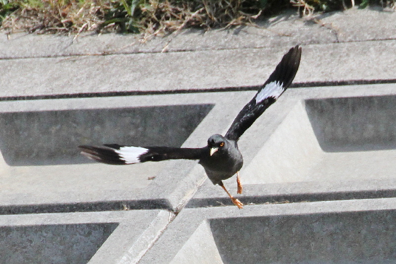 ハッカチョウ（４態-3）　淀川河口　2018/03/23-31　Photo by Manda