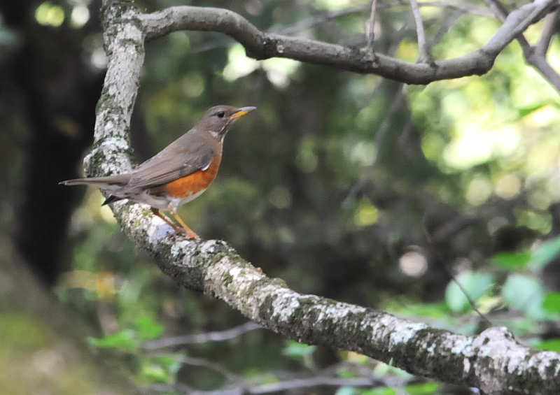 アカハラ　さくら公園　八幡市　2018/04/28　Photo by Takase