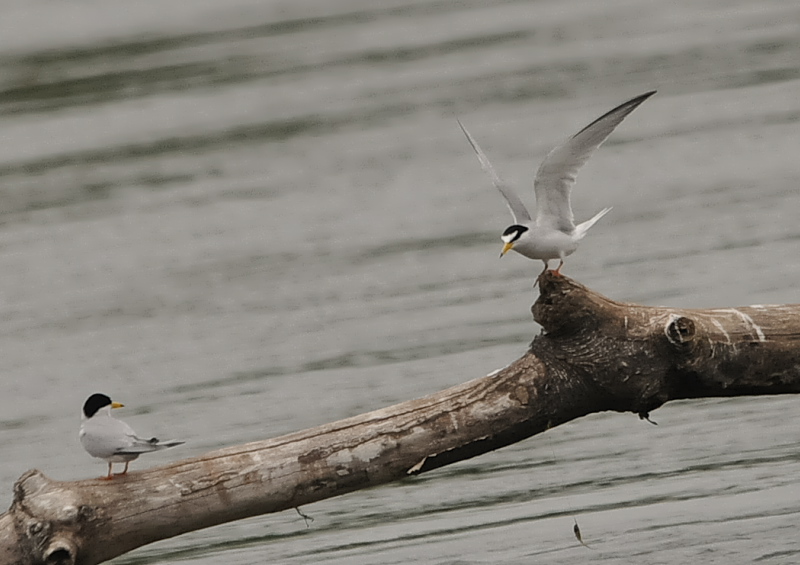 コアジサシ　淀川左岸　枚方市　2018/04/27　Photo by Takase