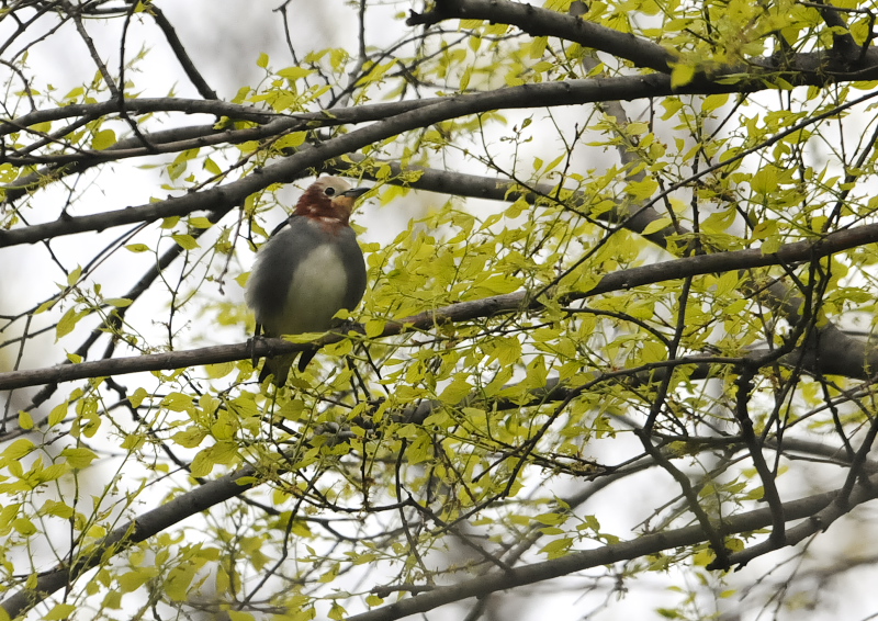 コムクドリ　かわきた自然運動公園　八幡市　2018/04/09　Photo by Takase