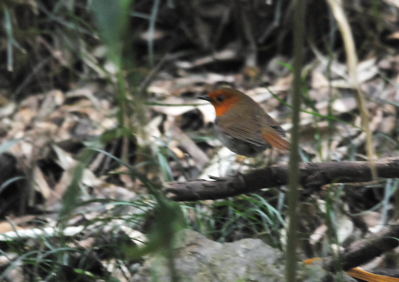 コマドリ　ひだまりルート　男山　八幡市　2018/04/16　Photo by Takase