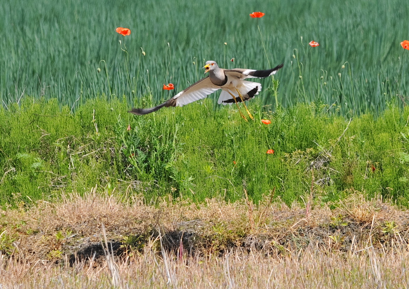 ケリ　内里　八幡市　2018/04/19　Photo by Takase
