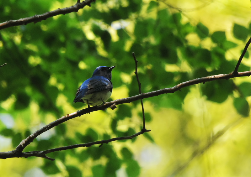 オオルリ　ひだまりルート　男山　八幡市　2018/04/23　Photo by Takase