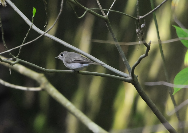 コサメビタキ　ひだまりルート　男山　八幡市　2018/04/28　Photo by Takase