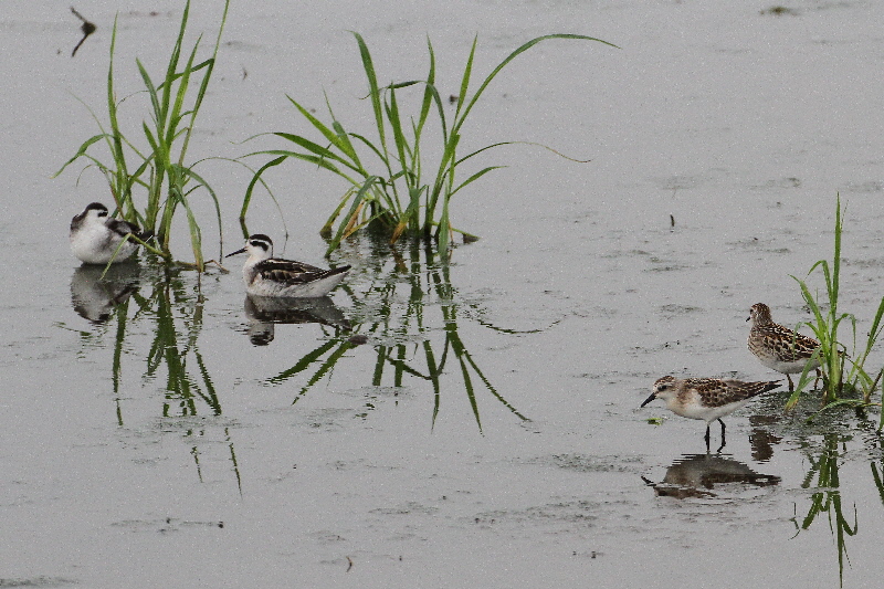  巨椋＆久御山のシギたち（１１態-1）　巨椋＆久御山　京都府　2018/09/08-2018/09/09　Photo by Manda　（写真提供：　萬田悠二）