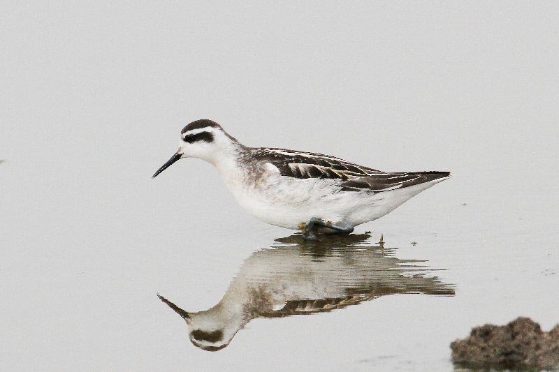  巨椋＆久御山のシギたち（１１態-2）　巨椋＆久御山　京都府　2018/09/08-2018/09/09　Photo by Manda　（写真提供：　萬田悠二）