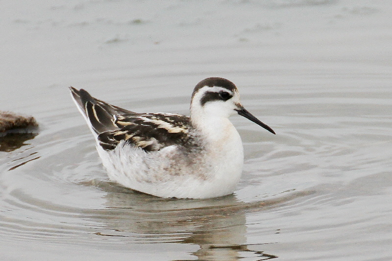 巨椋＆久御山のシギたち（１１態-3）　巨椋＆久御山　京都府　2018/09/08-2018/09/09　Photo by Manda　（写真提供：　萬田悠二）