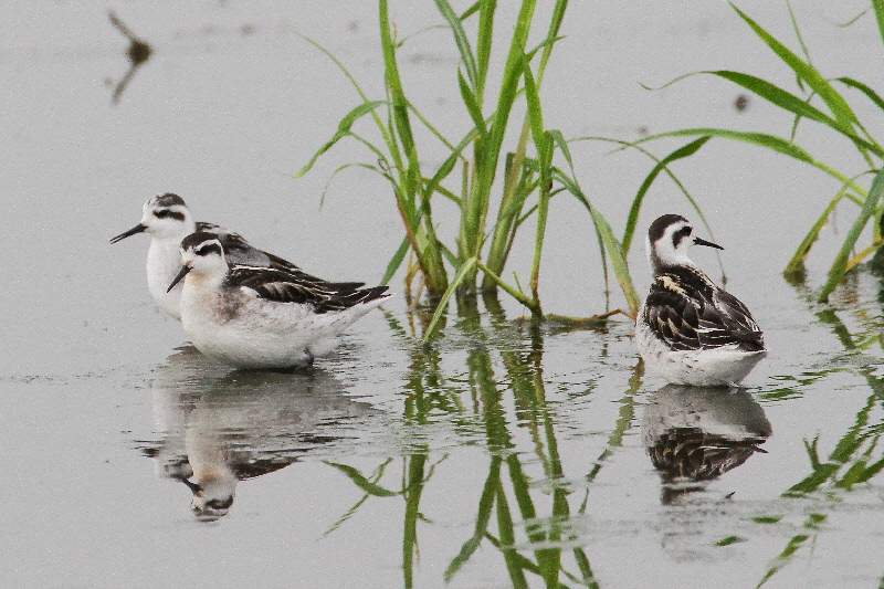 巨椋＆久御山のシギたち（１１態-4）　巨椋＆久御山　京都府　2018/09/08-2018/09/09　Photo by Manda　（写真提供：　萬田悠二）