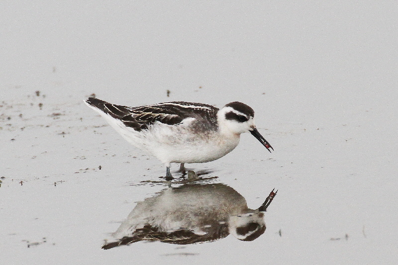 巨椋＆久御山のシギたち（１１態-5）　巨椋＆久御山　京都府　2018/09/08-2018/09/09　Photo by Manda　（写真提供：　萬田悠二）