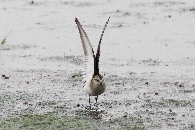 巨椋＆久御山のシギたち（１１態-6）　巨椋＆久御山　京都府　2018/09/08-2018/09/09　Photo by Manda　（写真提供：　萬田悠二）
