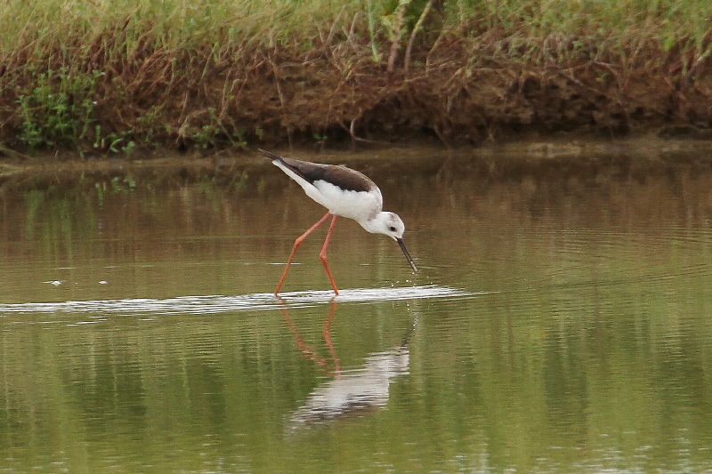 巨椋＆久御山のシギたち（１１態-7）　巨椋＆久御山　京都府　2018/09/08-2018/09/09　Photo by Manda　（写真提供：　萬田悠二）