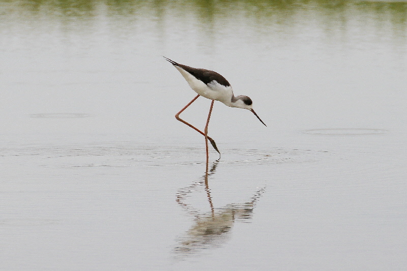 巨椋＆久御山のシギたち（１１態-8）　巨椋＆久御山　京都府　2018/09/08-2018/09/09　Photo by Manda　（写真提供：　萬田悠二）
