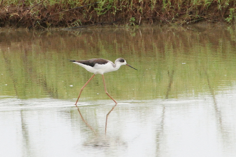巨椋＆久御山のシギたち（１１態-9）　巨椋＆久御山　京都府　2018/09/08-2018/09/09　Photo by Manda　（写真提供：　萬田悠二）