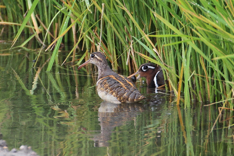 巨椋＆久御山のシギたち（１１態-10）　巨椋＆久御山　京都府　2018/09/08-2018/09/09　Photo by Manda　（写真提供：　萬田悠二）